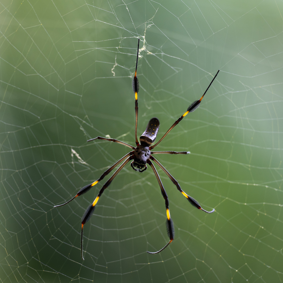 20240710 CR Z8b 5658-NEF-DxO.