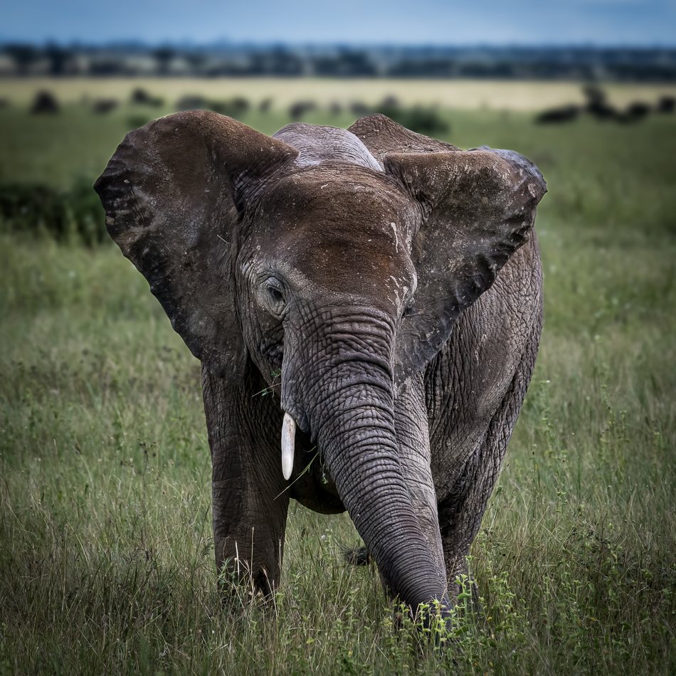 20240401-Serengetti-Z8-2443-NEF-DxO-XD2-2.jpg 20240401 Serengetti Z8 2443 NEF DxO XD2 2.