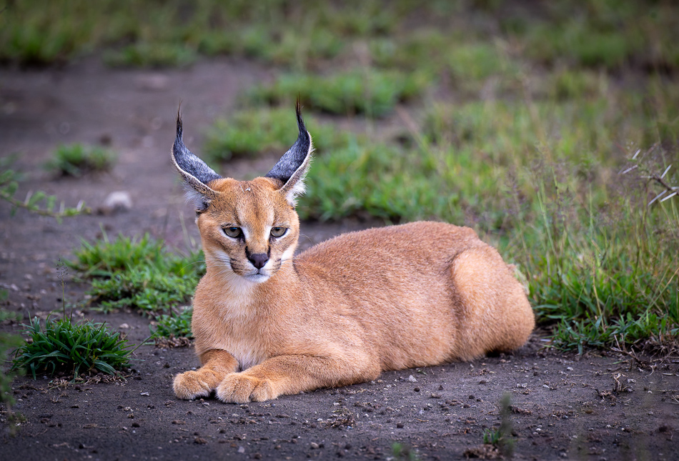 20240401-Serengetti-Z9-9738-NEF-DxO-XD2-3.jpg 20240401 Serengetti Z9 9738 NEF DxO XD2 3.
