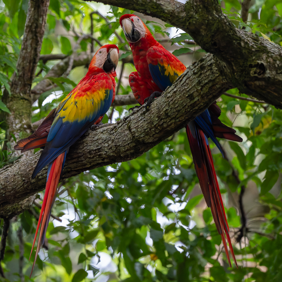 20240707_CR_Z8a_1625-NEF-DxO-XD2.jpg 20240707_CR_Z8a_1625 NEF DxO XD2.