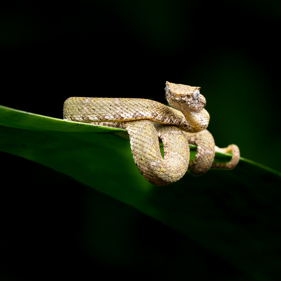 20240708_CR_Z8b_4620-NEF-DxO-XD2-2.jpg 20240708_CR_Z8b_4620 NEF DxO XD2 2.