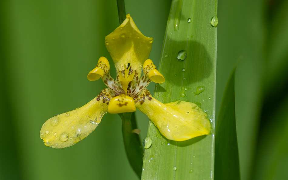 20240711_CR_Z50_5885-NEF-DxO.jpg 20240711 CR Z50 5885-NEF-DxO.