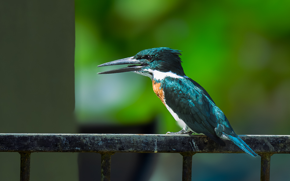 20240711_CR_Z8a_7692 NEF DxO 2.