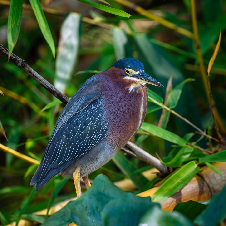 20240711 CR Z8a 7860-NEF-DxO.