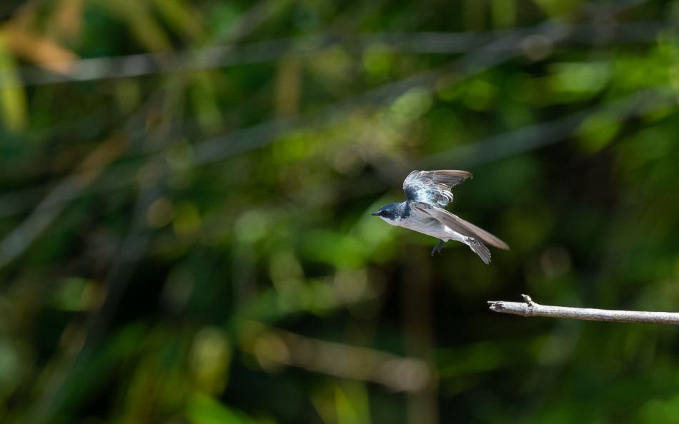 20240711 CR Z8a 7891-NEF-DxO.