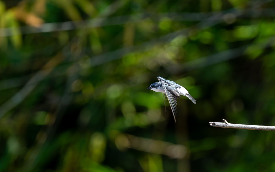 20240711 CR Z8a 7892-NEF-DxO.