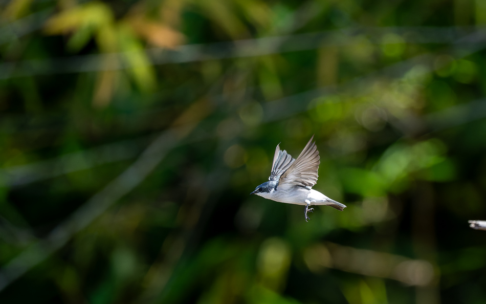 20240711 CR Z8a 7895-NEF-DxO.