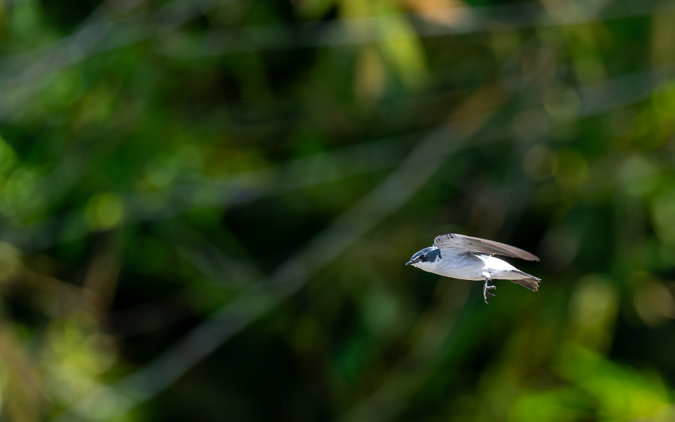 20240711 CR Z8a 7897-NEF-DxO.