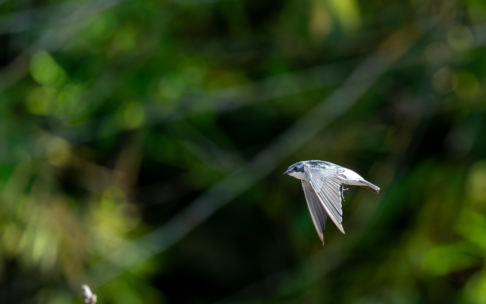 20240711 CR Z8a 7898-NEF-DxO.