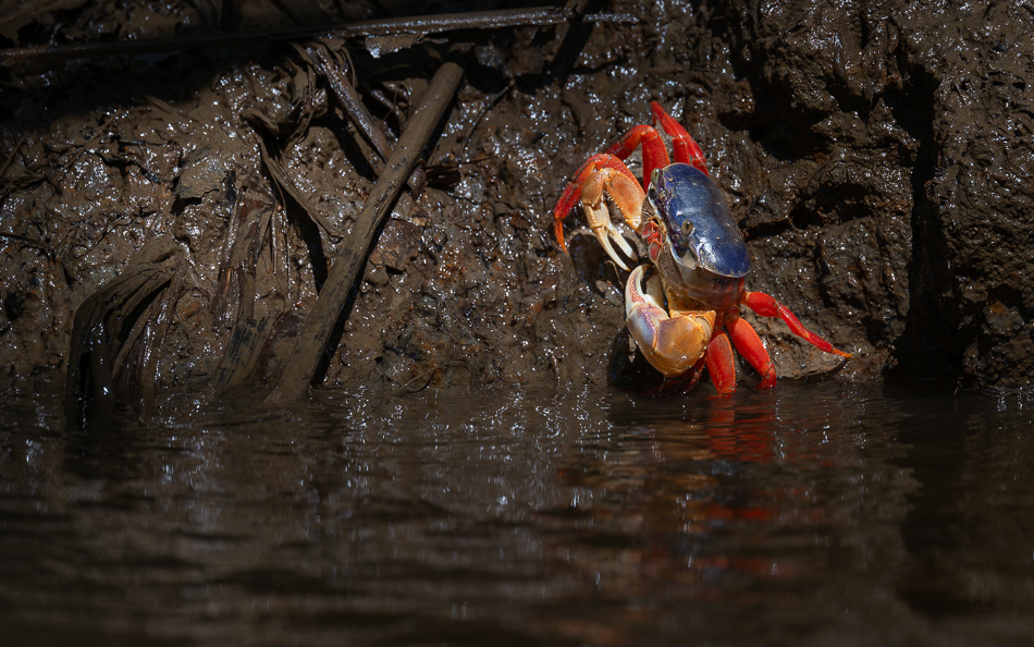 20240711 CR Z8a 7964-NEF-DxO.