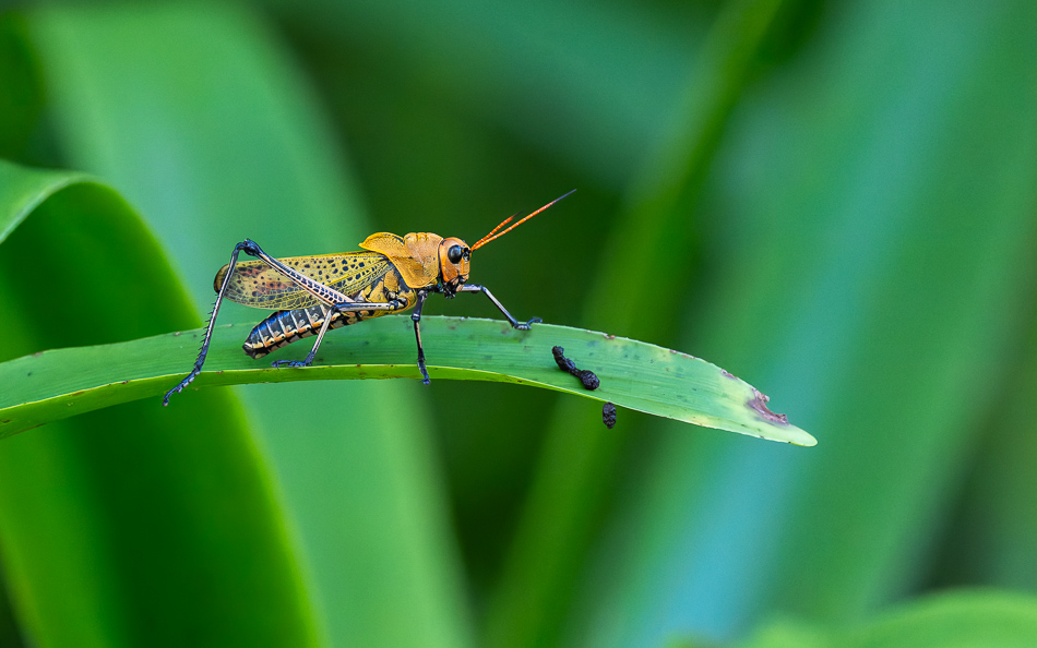 20240711 CR Z8a 8022-NEF-DxO.