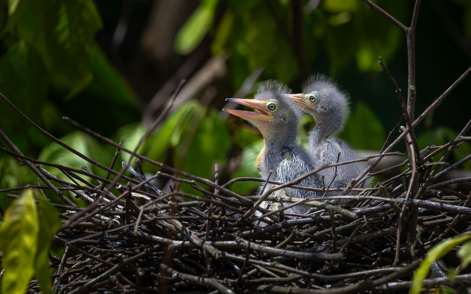 20240711_CR_Z8a_8192-NEF-DxO.jpg 20240711 CR Z8a 8192-NEF-DxO.