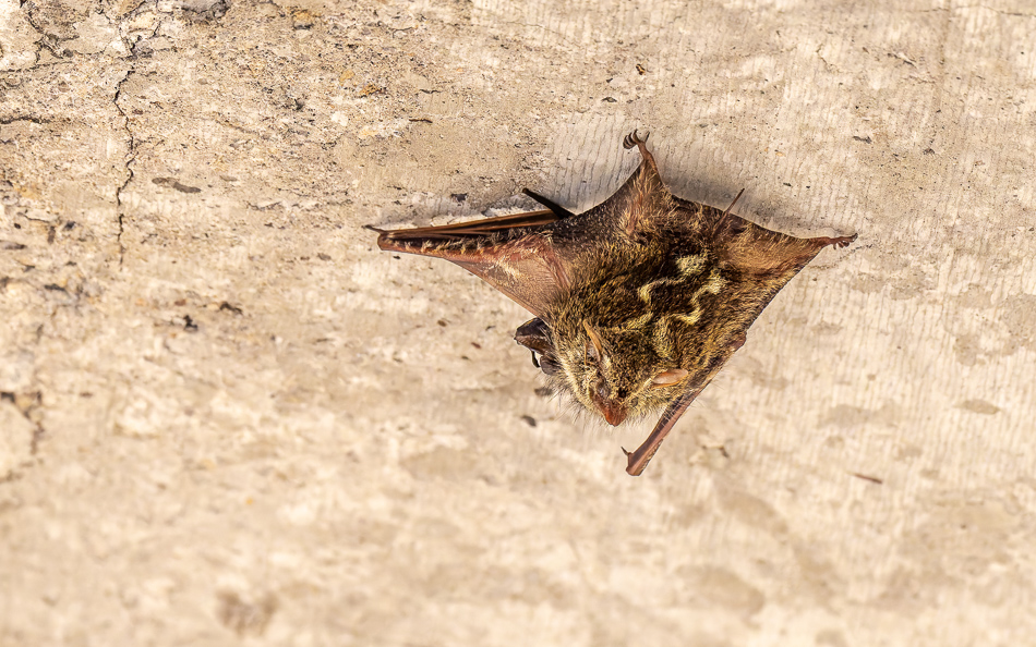 20240711_CR_Z8a_8377-NEF-DxO.jpg 20240711 CR Z8a 8377-NEF-DxO.