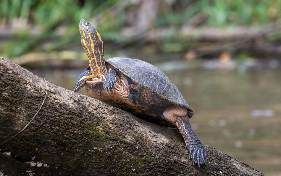 20240711_CR_Z8a_8650-NEF-DxO.jpg 20240711 CR Z8a 8650-NEF-DxO.