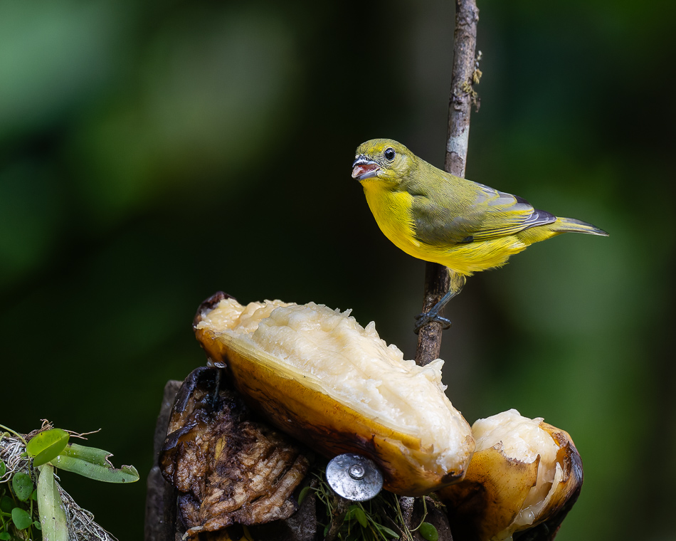 20240711_CR_Z8a_8721-NEF-DxO.jpg 20240711 CR Z8a 8721-NEF-DxO.