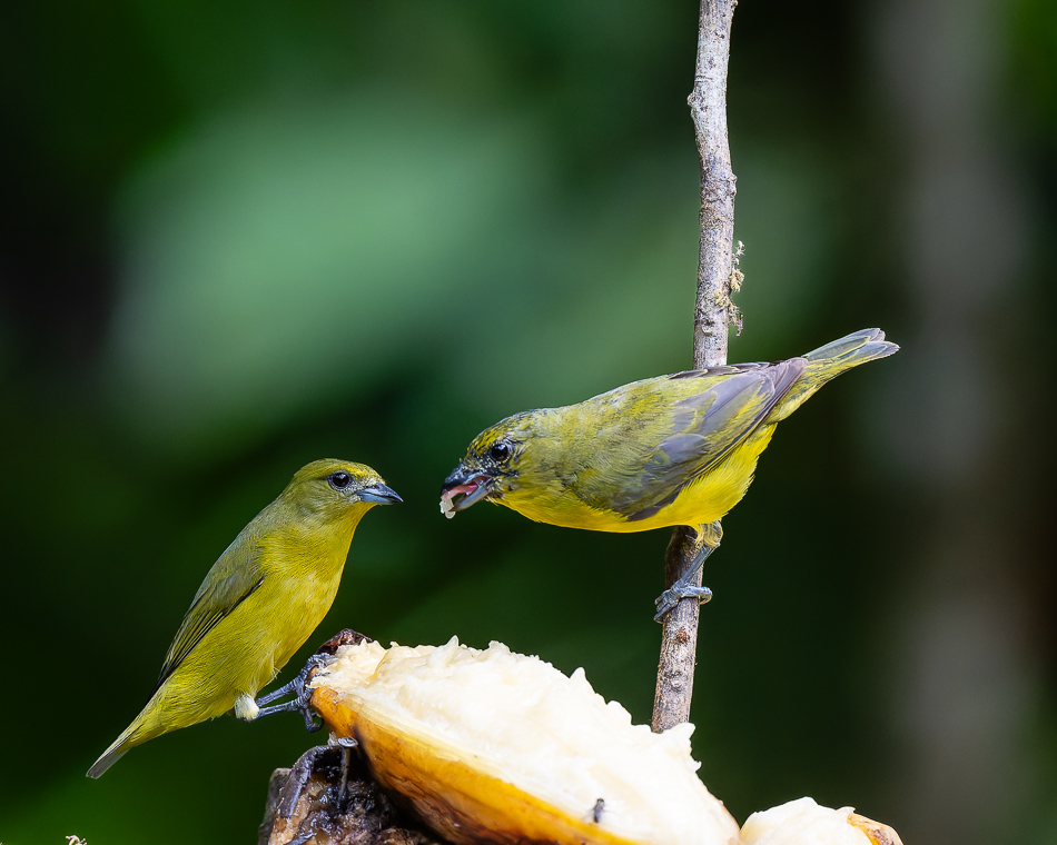 20240711_CR_Z8a_8757-NEF-DxO.jpg 20240711 CR Z8a 8757-NEF-DxO.