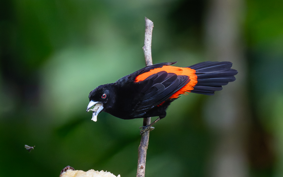 20240711_CR_Z8a_8842-NEF-DxO.jpg 20240711 CR Z8a 8842-NEF-DxO.