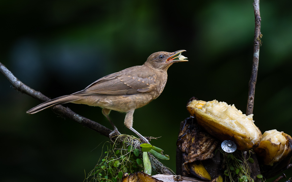 20240711_CR_Z8a_9015-NEF-DxO.jpg 20240711 CR Z8a 9015-NEF-DxO.