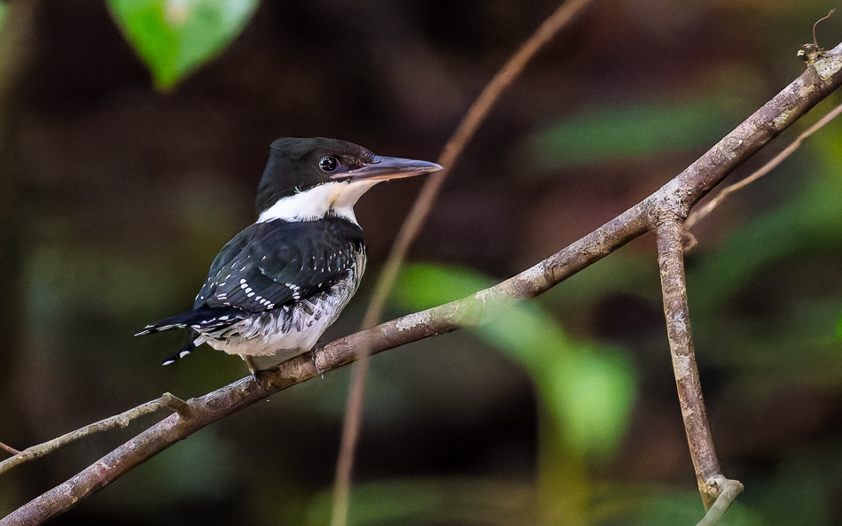 20240711 CR Z8b 5769-NEF-DxO.