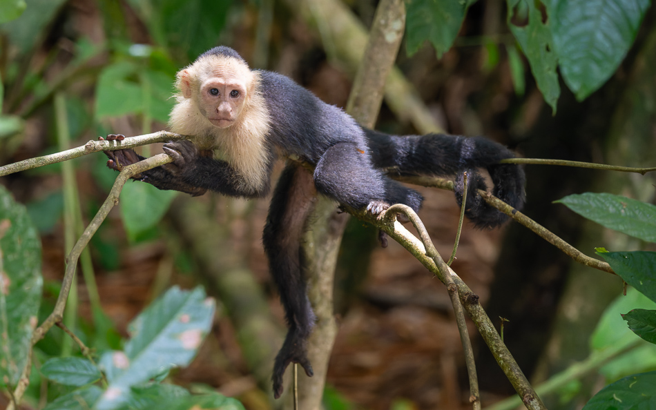 20240711_CR_Z8b_6319-NEF-DxO.jpg 20240711 CR Z8b 6319-NEF-DxO.