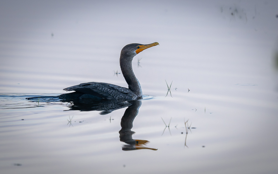 20240920_BlackPoint_Z8A_6738-NEF-DxO.jpg 20240920 BlackPoint Z8A 6738-NEF-DxO.