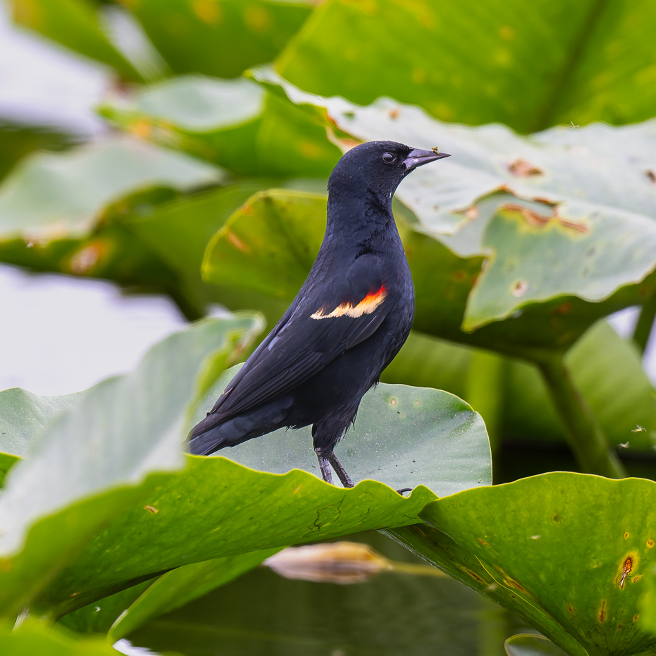 20250207_Z8A_Lake Apopka_0431-DxO.