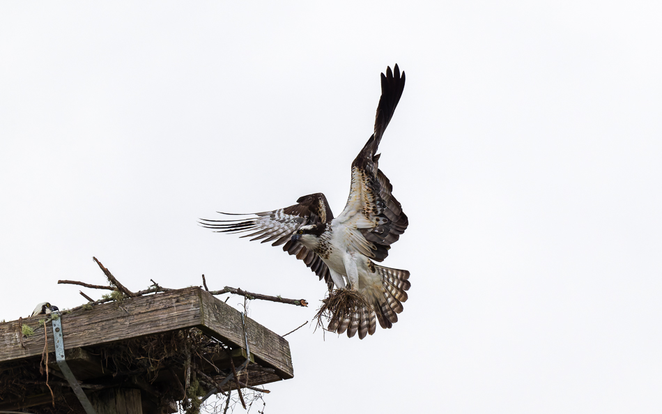 20250207_Z8A_Lake Apopka_0578-DxO.