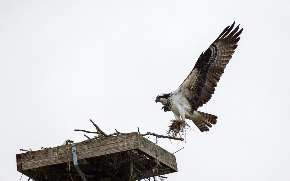 20250207_Z8A_Lake Apopka_0580.