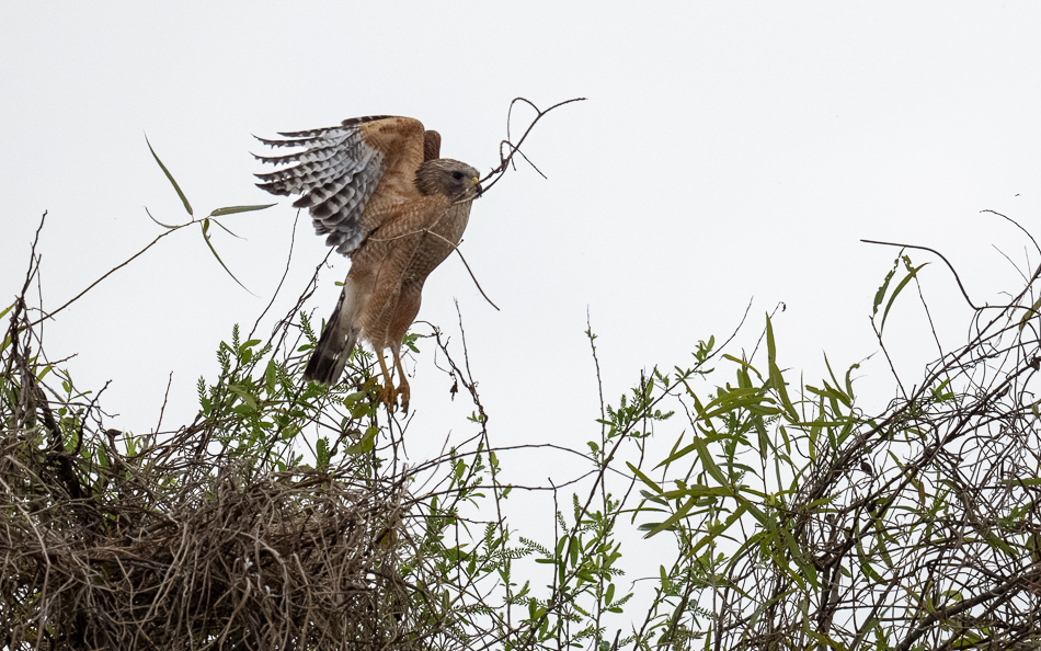 20250207_Z8A_Lake Apopka_0687.