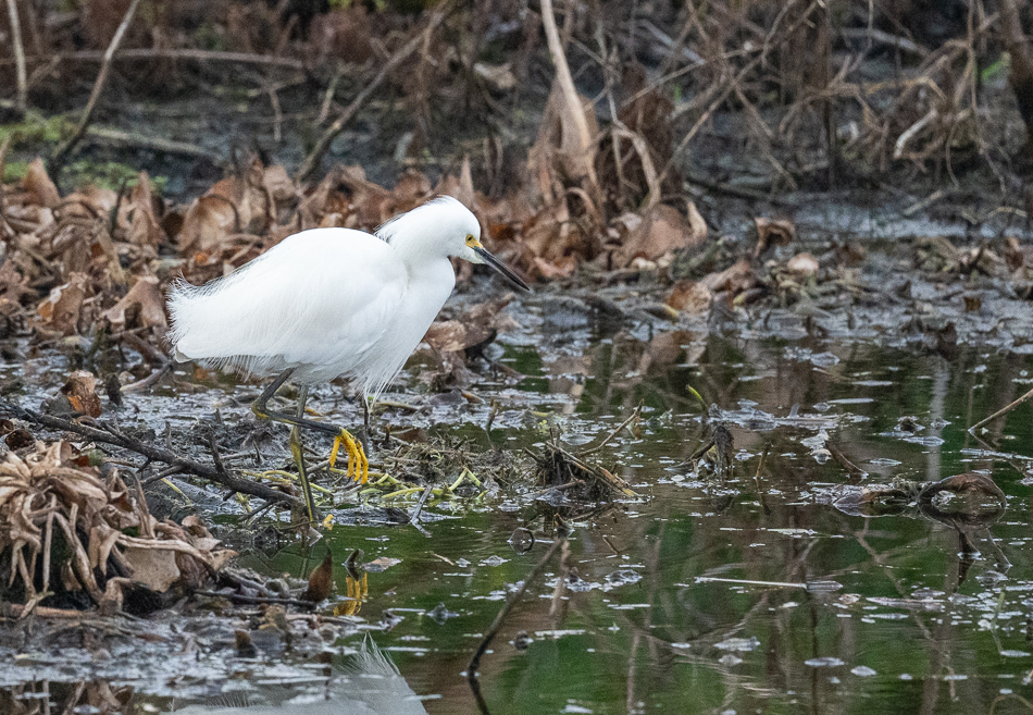 20250207_Z8A_Lake Apopka_0753.