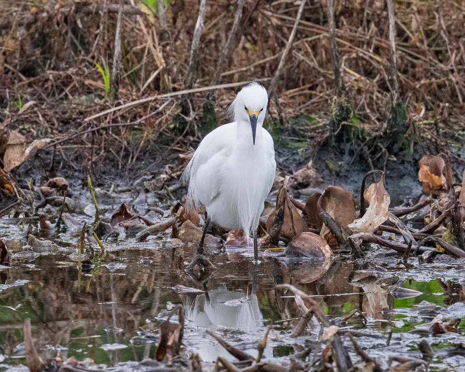 20250207_Z8A_Lake Apopka_0808.