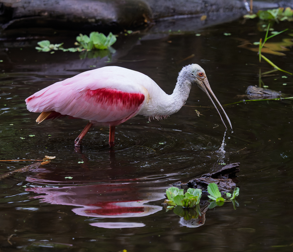 20250403 Z8B Corkscrew 8246-DxO.