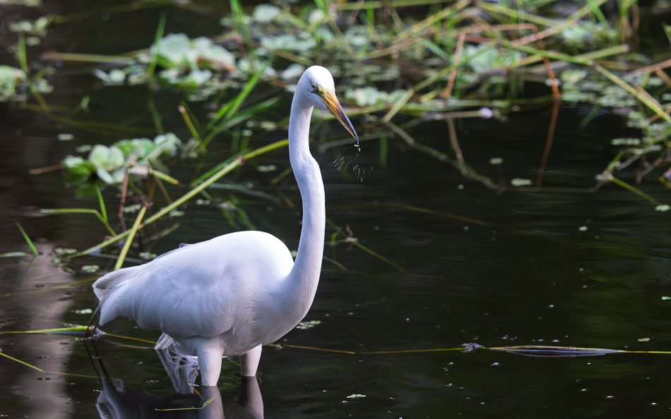 20250403 Z8B Corkscrew 8280-DxO.