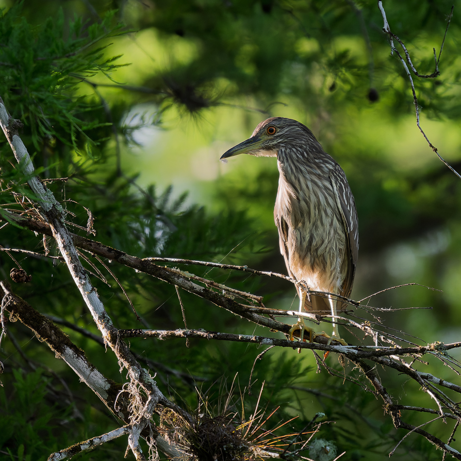 20250403 Z8B Corkscrew 8495-DxO.