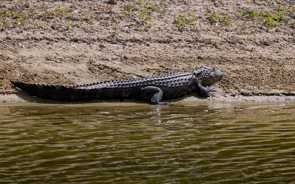 20250405 Z8 LPR 8631.