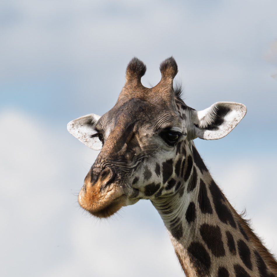 20240401 Serengetti Z8 0567 Enhanced NR.