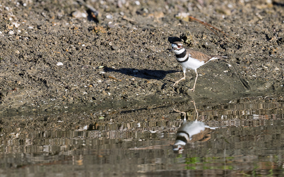 20241205_LPR_Wildlife_0024-DxO_DeepPRIME 3.