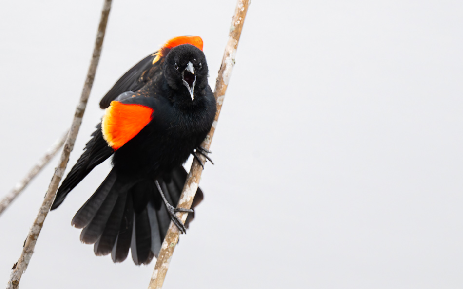 20250207_Z8A_Lake Apopka_0308-DxO-2.