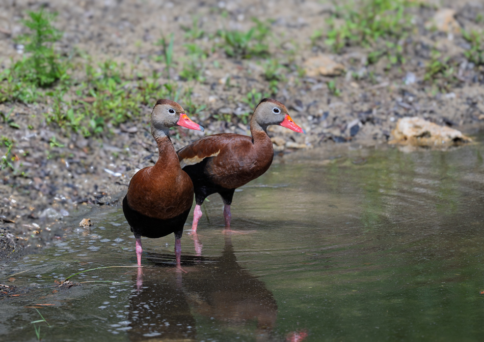 20250606 Z8 LPR 1061.