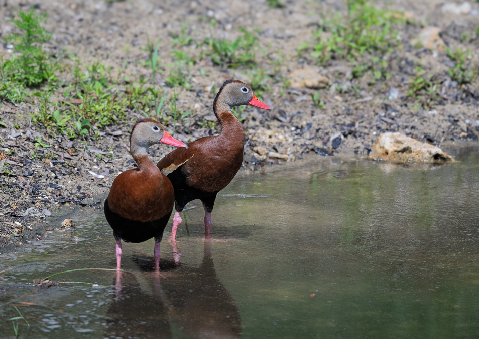 20250606 Z8 LPR 1079.