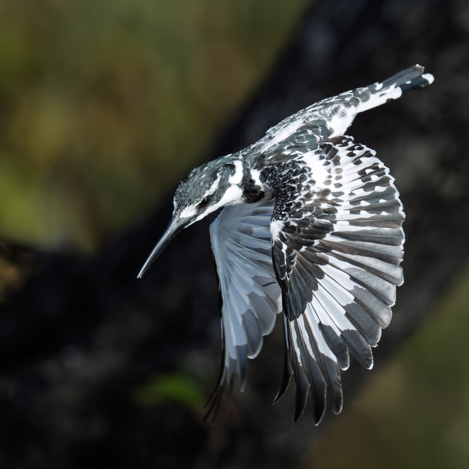 20250731_Z8A_Botswana_1392.jpg 20250731 Z8A Botswana 1392.