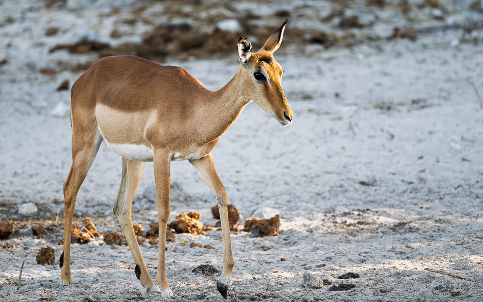 20250731 Z8A Botswana 1403.