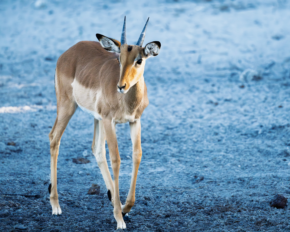 20250731 Z8A Botswana 1414.