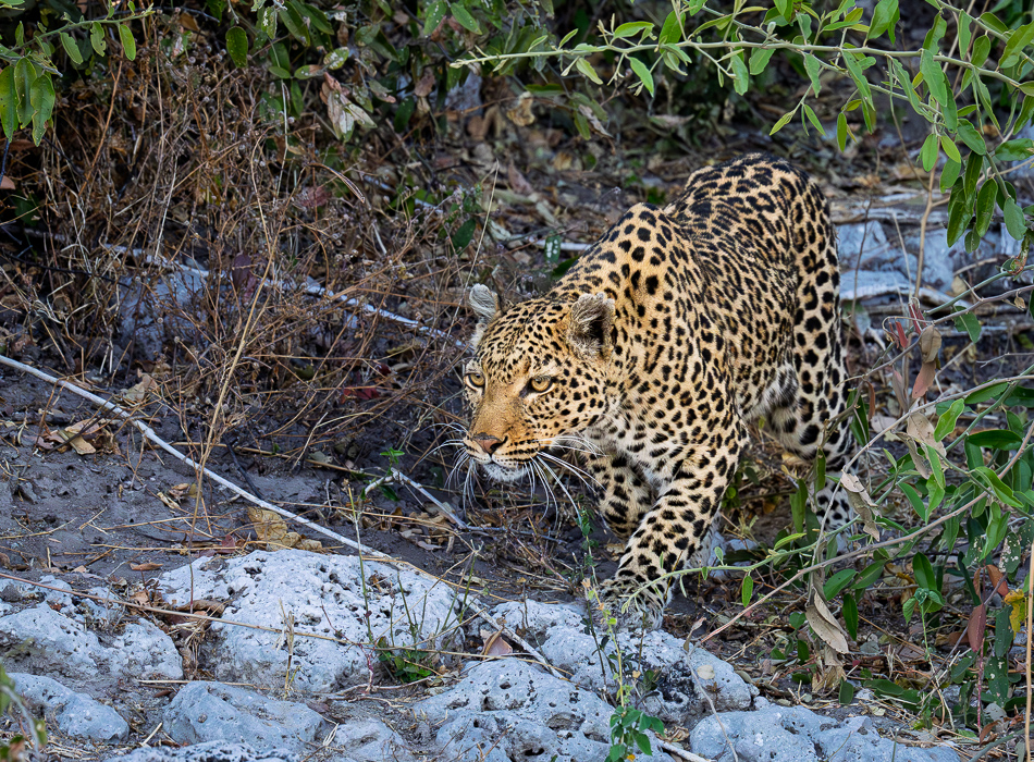 20250731 Z8A Botswana 1434.