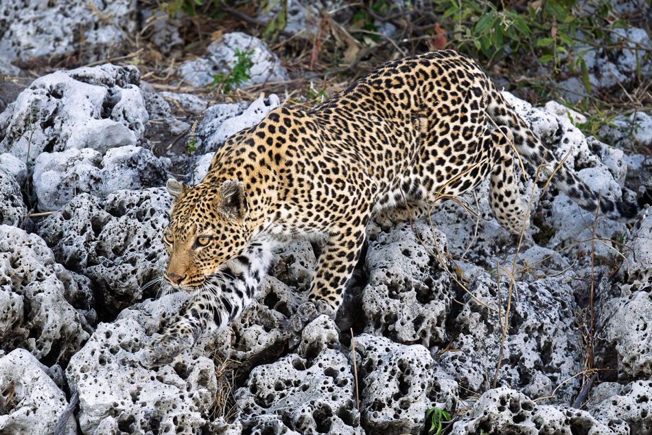 20250731 Z8A Botswana 1462.