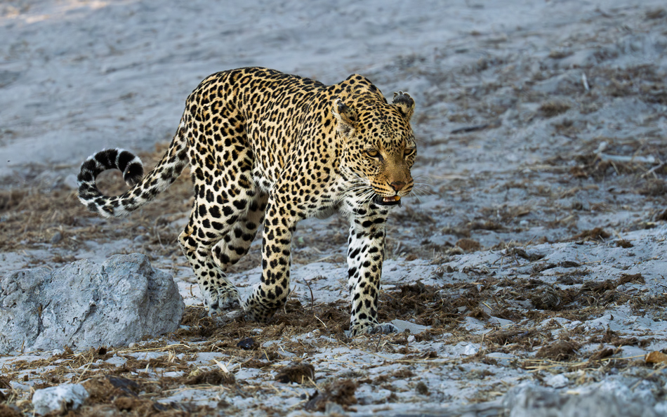 20250731 Z8A Botswana 1510.