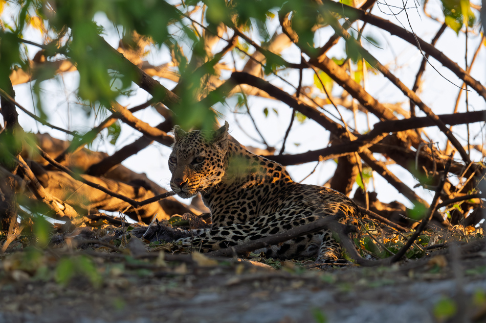 20250731 Z8A Botswana 1692.