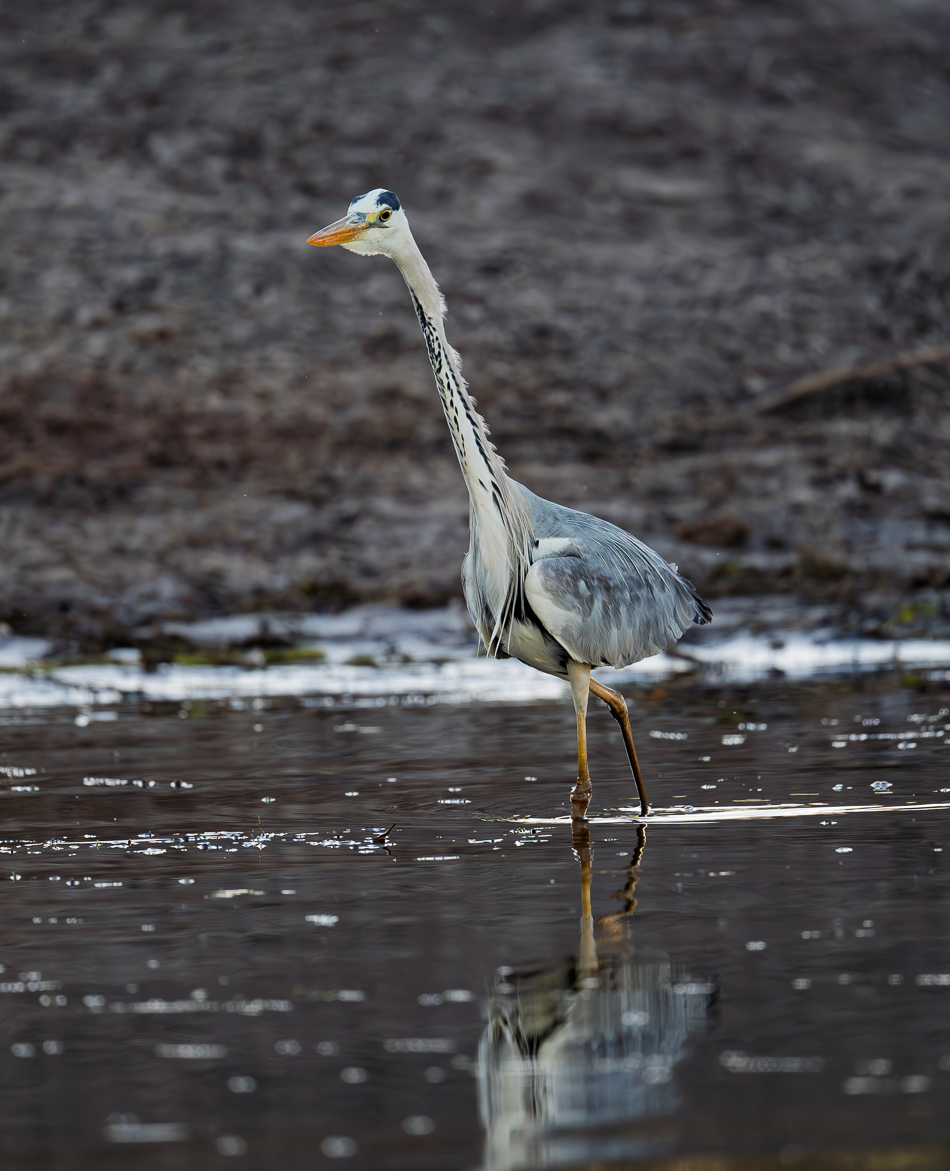20250731 Z8A Botswana 1914.