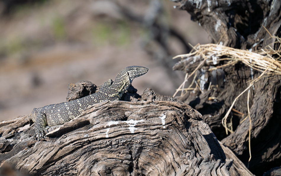 20250731 Z8B Botswana 8643.