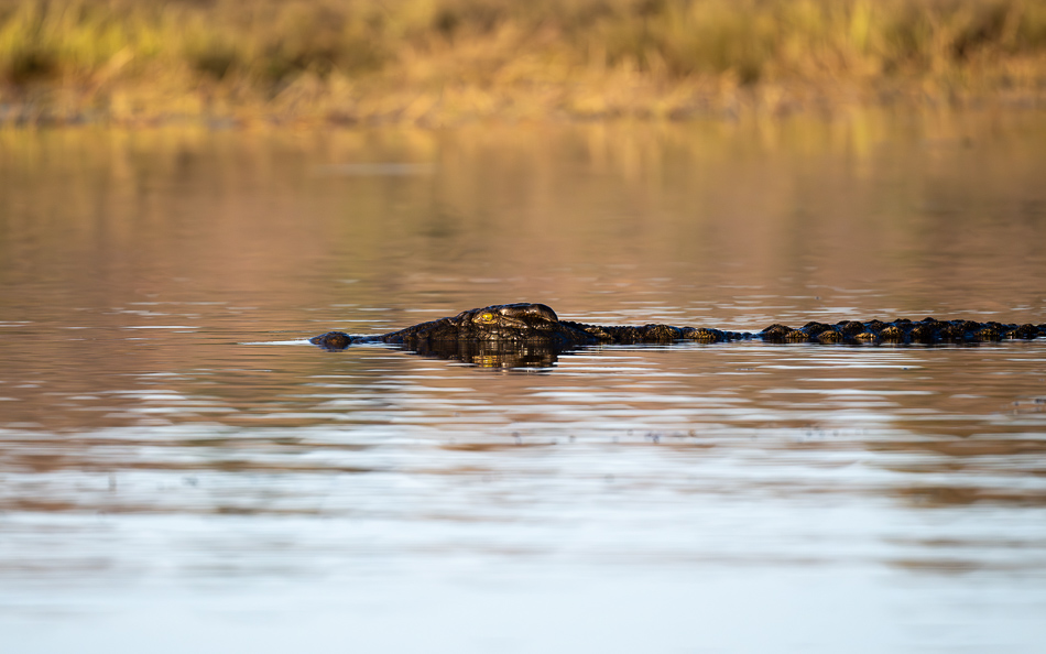 20250801 Z8A Botswana 2263.